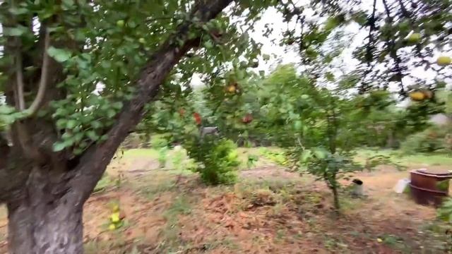 везу МАМУ с ГРУШАМИ домой смотреть онлайн