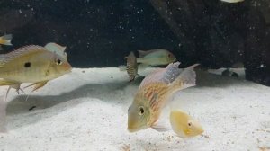 Geophagus sveni - Rio Parana