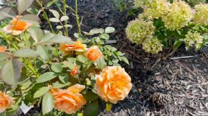 🌹 Double Easy Orange Rose // Jackson & Perkins Romantic Floribunda Rose / JACedocaing