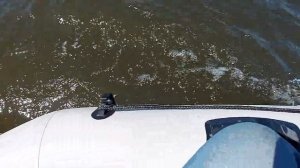 Toyama TA2 2.24 л.с. + лодка Sea-pro 200 по Москве-реке