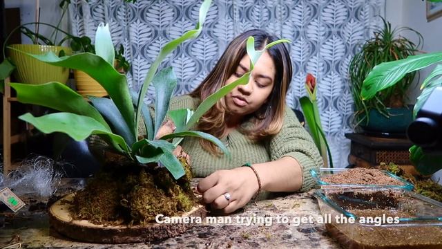 DIY Staghorn Fern Mount | Platycerium Bifurcatum смотреть онлайн