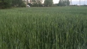 Тритикале 4.06