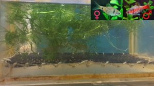 Барбус алый (Одесский барбус) : Размножение | Scarlet Barb | Barbus ticto (Odessa Barb) : Breeding