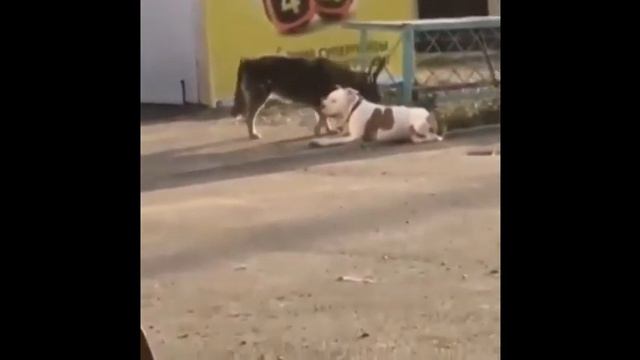 Приколы про котов . Когда забыл кота покормить #28. Кот и воздушный шарик. Неудачный прыжок.Ремейк. смотреть онлайн