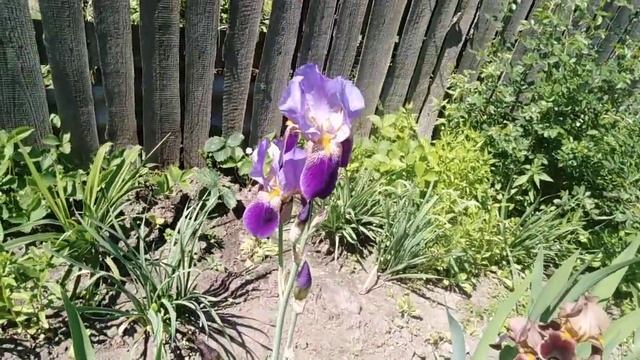 #дача #июнь2022 #ирисы Пока ещё не цветут пионы, радуют ирисы/08.06.22/+27 смотреть онлайн