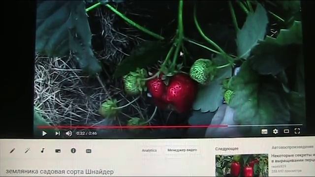 Земляника садовая крупноплодная позднего срока созревания часть - 4//Секреты хороших урожаев. смотреть онлайн