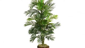 Комнатные Растения, Производящие Кислород