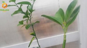 Лимон Волкомериана, хорош ли как подвой?