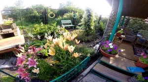 Летние цветы