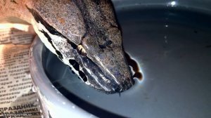 Разные змеи пьют воду. Snakes drink water