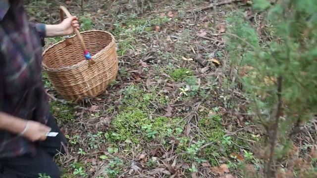 Невероятный урожай. Моховик жёлто-бурый. Дубль 1 смотреть онлайн