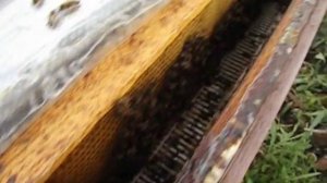 двухкорпусное содержание пчел с магазинами ( часть 3 )