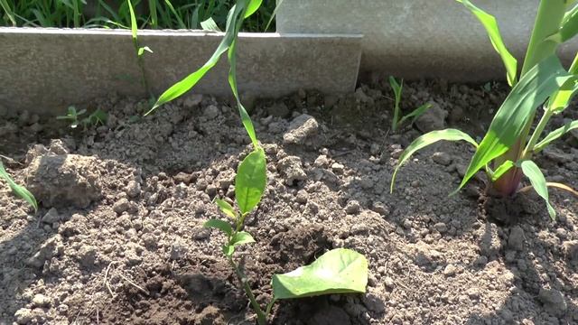 Кустики лимонов на дачной грядке смотреть онлайн