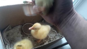 У  Маленького  гусенка скрюченные лапки как помочь ГУСЕНКУ?