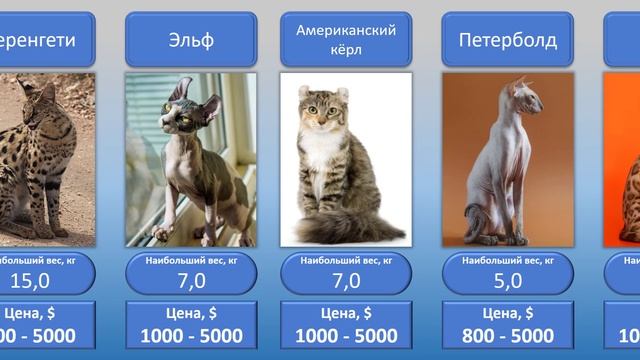 Сравните самые дорогие породы кошек