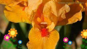 Ирис карликовый Оранж Кейпер. Краткий обзор, описание характеристик iris pumila Orange Caper