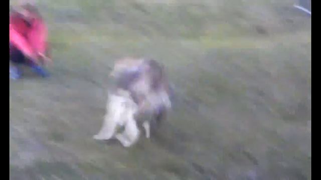 Volkadav. Chang смотреть онлайн