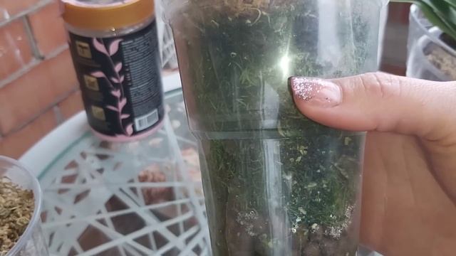 Что за ЧУДО добавка РАЗ в ГОД и ОРХИДЕЯ ПРЁТ пышное Цветение орхидей смотреть онлайн