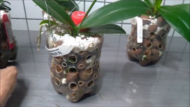 Faça sua Orquídea florir com apenas isso | Hastes florais em 2 meses de replante | JD Orquídeas смотреть онлайн