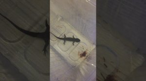 Кормление Иглистого тритона, мотылем