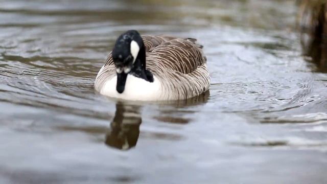 Канадская казарка смотреть онлайн