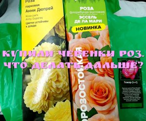 Купили черенки роз. Что делать дальше?