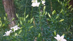 Белые лилии мои сорта