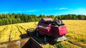 Убираем овес на "экспериментальном" поле. Работаю на Камазе, отвожу зерно от комбайна на базу.