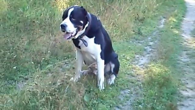 САО Зархан Нокот (Иваново) смотреть онлайн