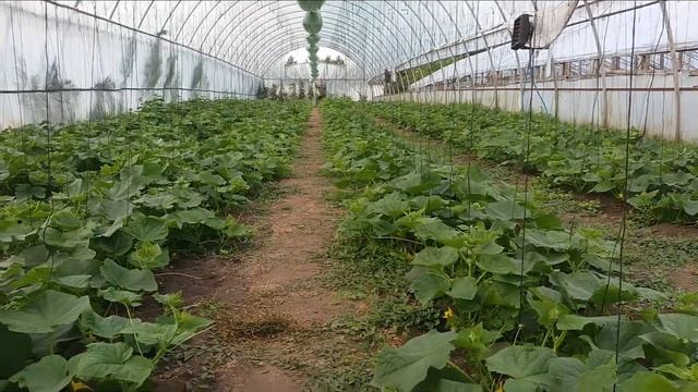 СТРАШНАЯ БОЛЕЗНЬ ОГУРЦОВ: пероноспороз, профилактика пероноспороза,каким препаратом пользуюсь...
