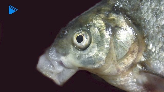 7 класс - Биология - Многообразие способов движения, форм тела и окраски рыб смотреть онлайн