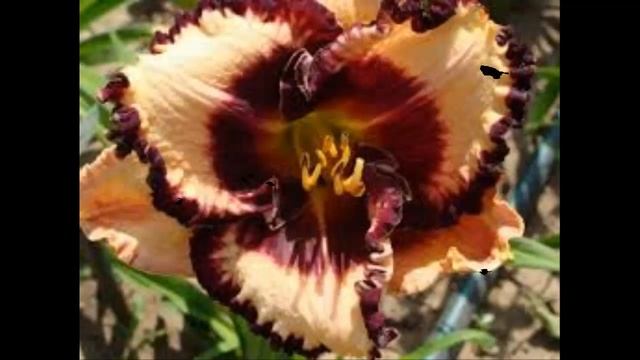 #Лилейники13 #Цветы для сада и бизнеса от Ольги Шевчук смотреть онлайн