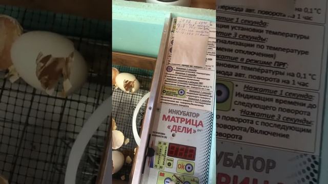 Суточные цыплята породы Барковская Барвистая смотреть онлайн