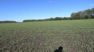 13.05.20. Горох. Состояние посева.