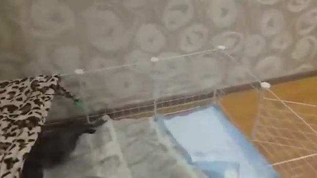 Укладываю спать щенков французского бульдога)))