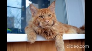 Кот Джокер,Мейн кун. Какой был маленький и сейчас.