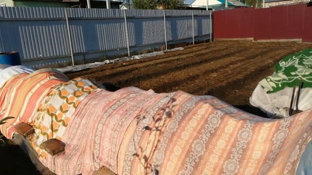 как я укрываю растения при заморозках смотреть онлайн