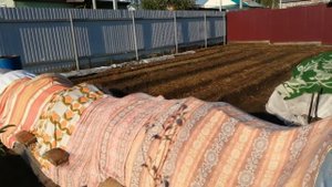 как я укрываю растения при заморозках