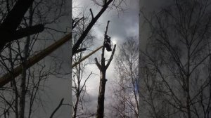 спил дерева с автовышки бензопилой stihl