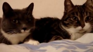 Cat Кошки Котята Коты #Shorts 972.mp4