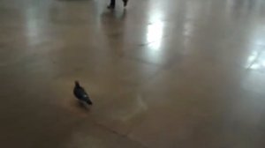 Голубь в Метро на станции Комсомольская (Кольцевая Линия) 17.01.2016