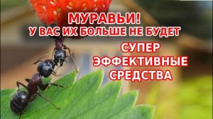 Супер средство от муравьев. У вас их больше не будет!