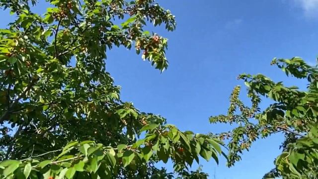 Черешневый сад в Пригороде Анапы. Продажа. #домванапе #купитьдоманапа