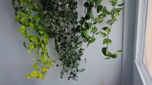 Рапунцель...ты ли это???? (Сциндапсус Пиктус)+ калийное мыло.