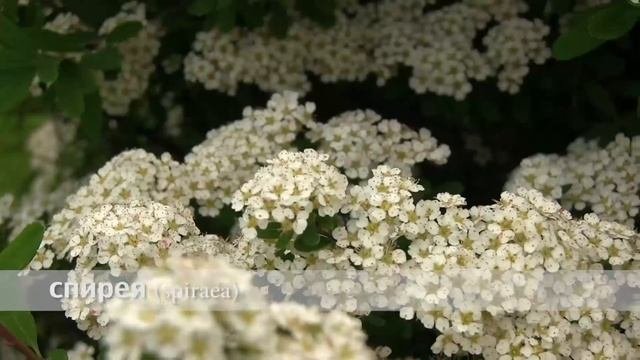 спирея