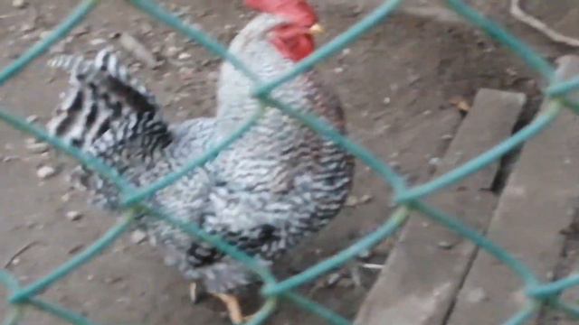 Петушиные драки до крови. #породнаяптица#