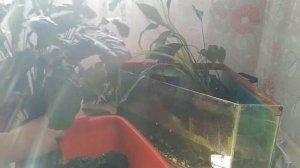 Биофильтр в аквариуме, уборка аквариума