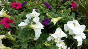 Surfinia Petunia Flower Free Stock Video