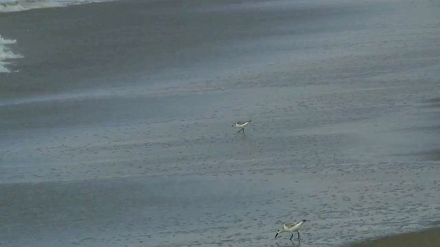 Шум Тихого океана, волны, релакс! Sound of Pacific Ocean Waves. Relax. смотреть онлайн