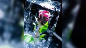 Пленица рая.???.mp4